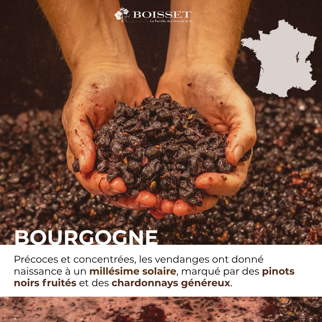 Impression de vendanges 2026 – Bourgogne (1/9)