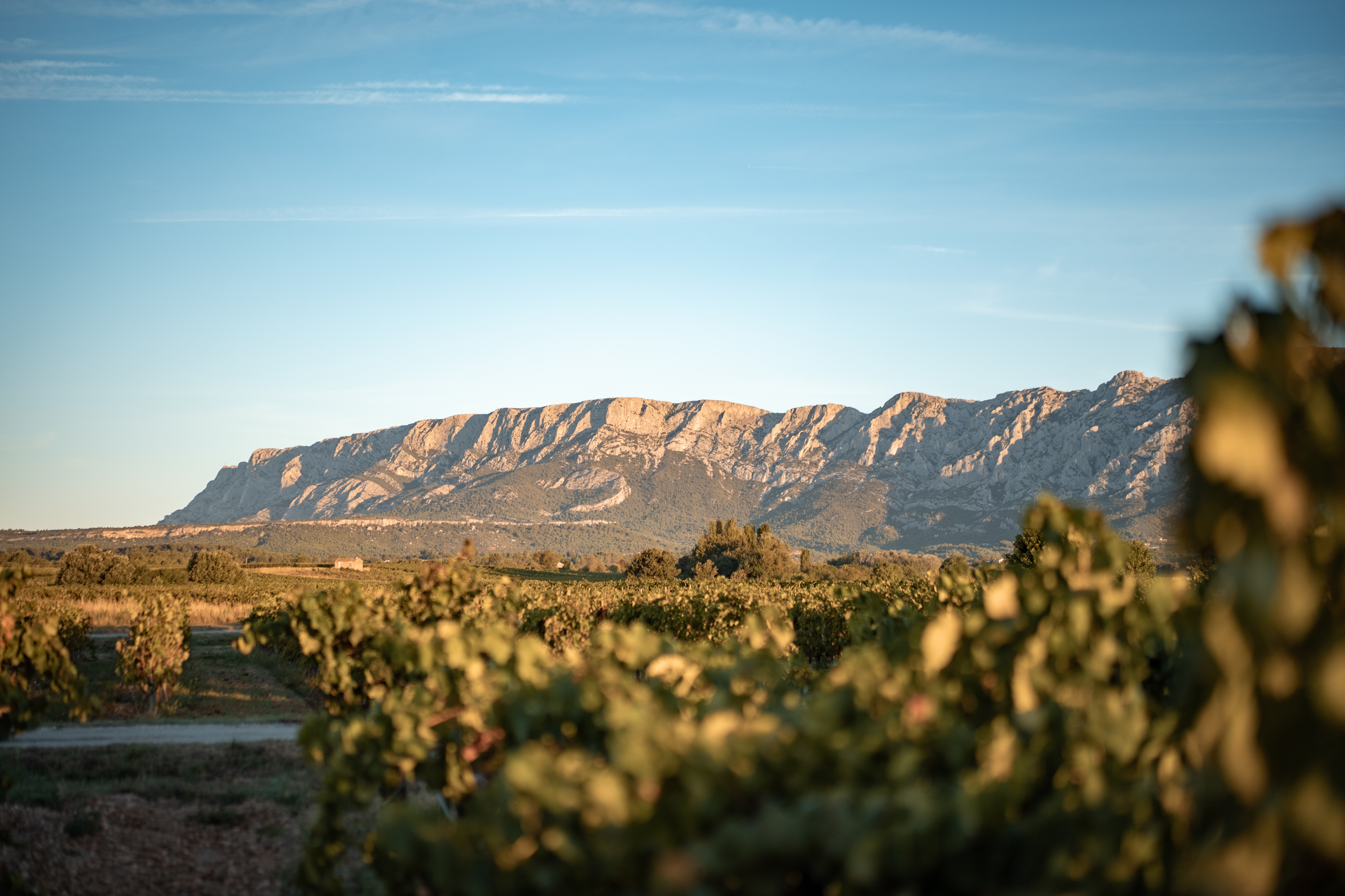 Vignoble Montagne Sainte-Victoire