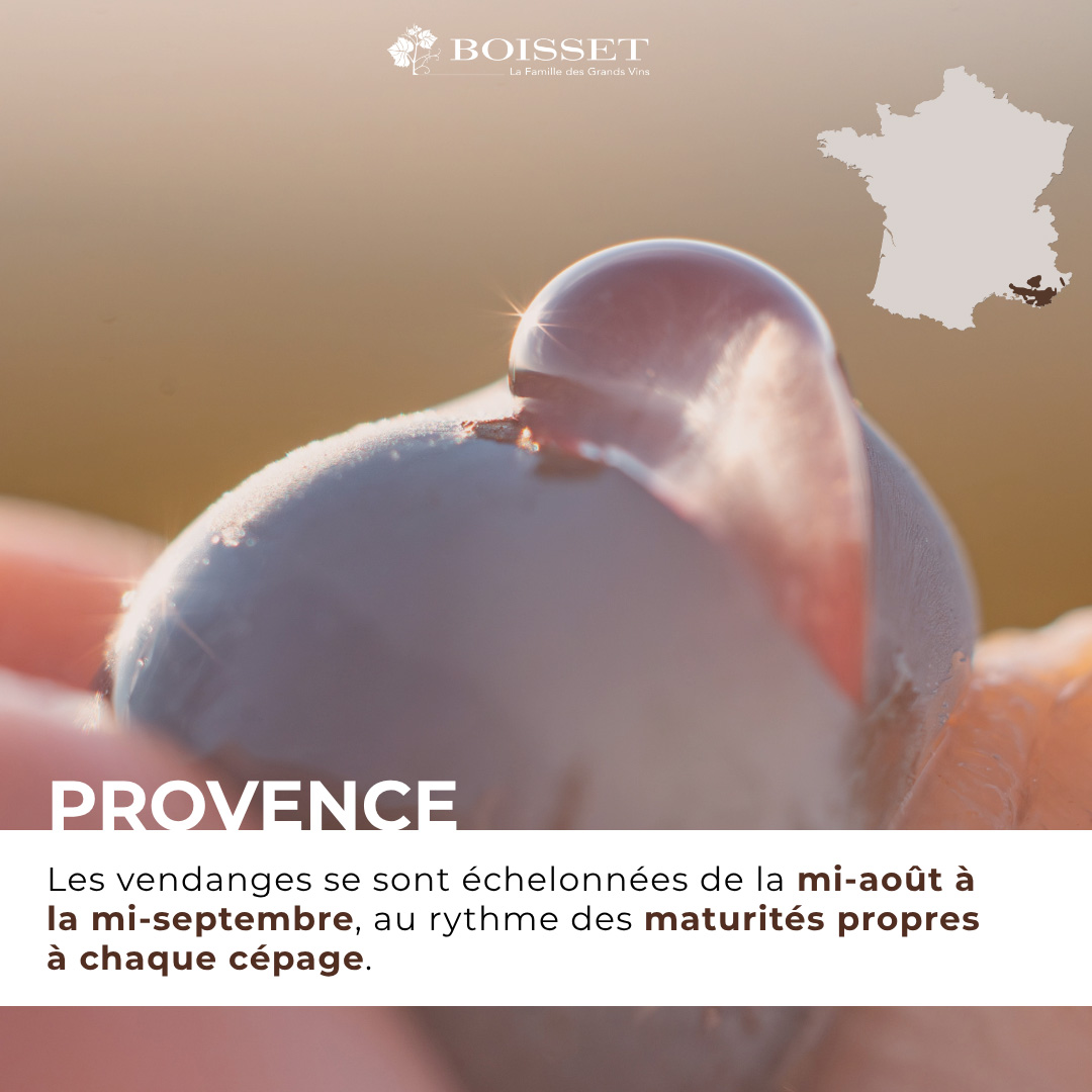 Impression de vendanges 2026 – Provence (2/9)