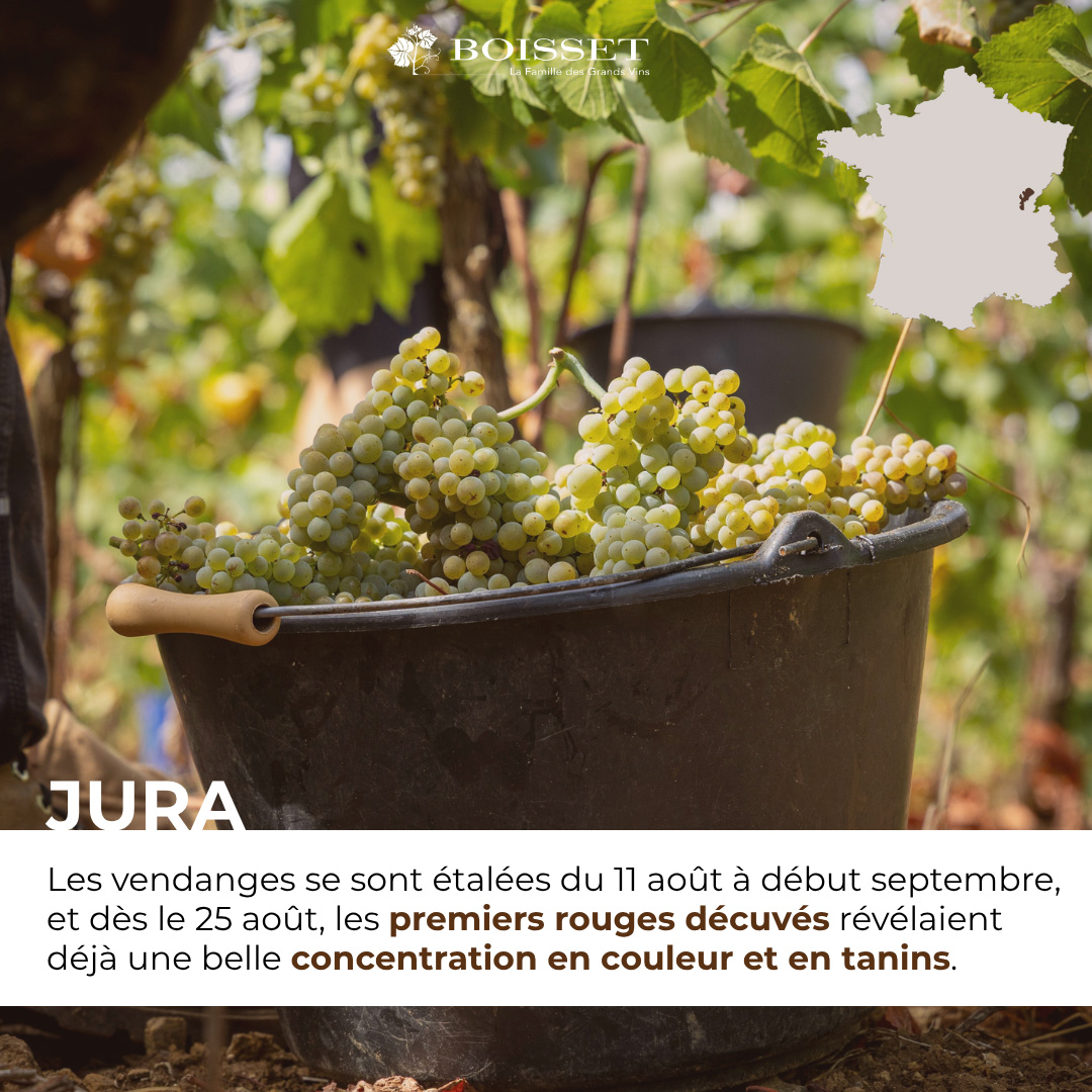 Impression de vendanges 2026 – Jura (3/9)
