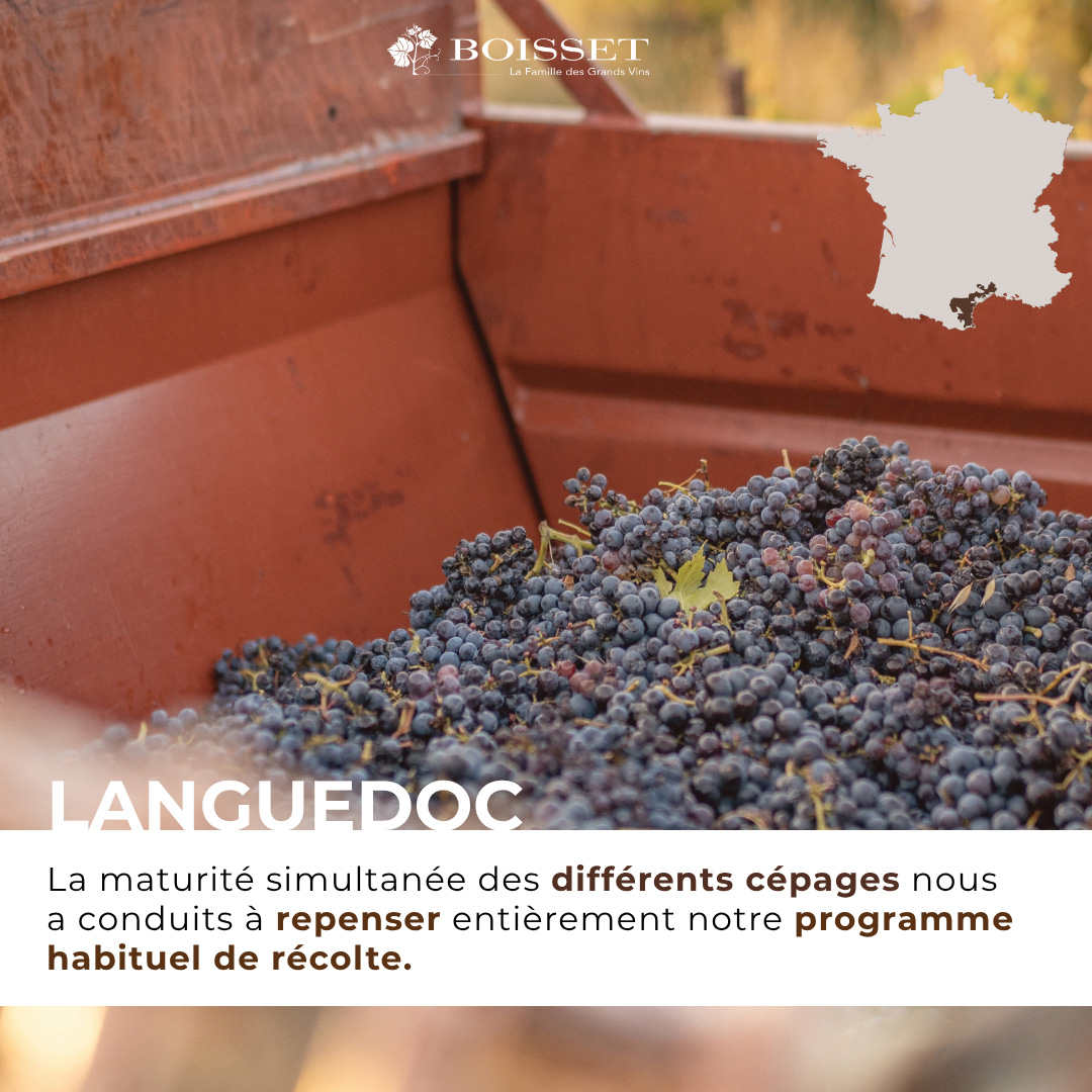 Impression de vendanges 2026 – Languedoc (4/9)
