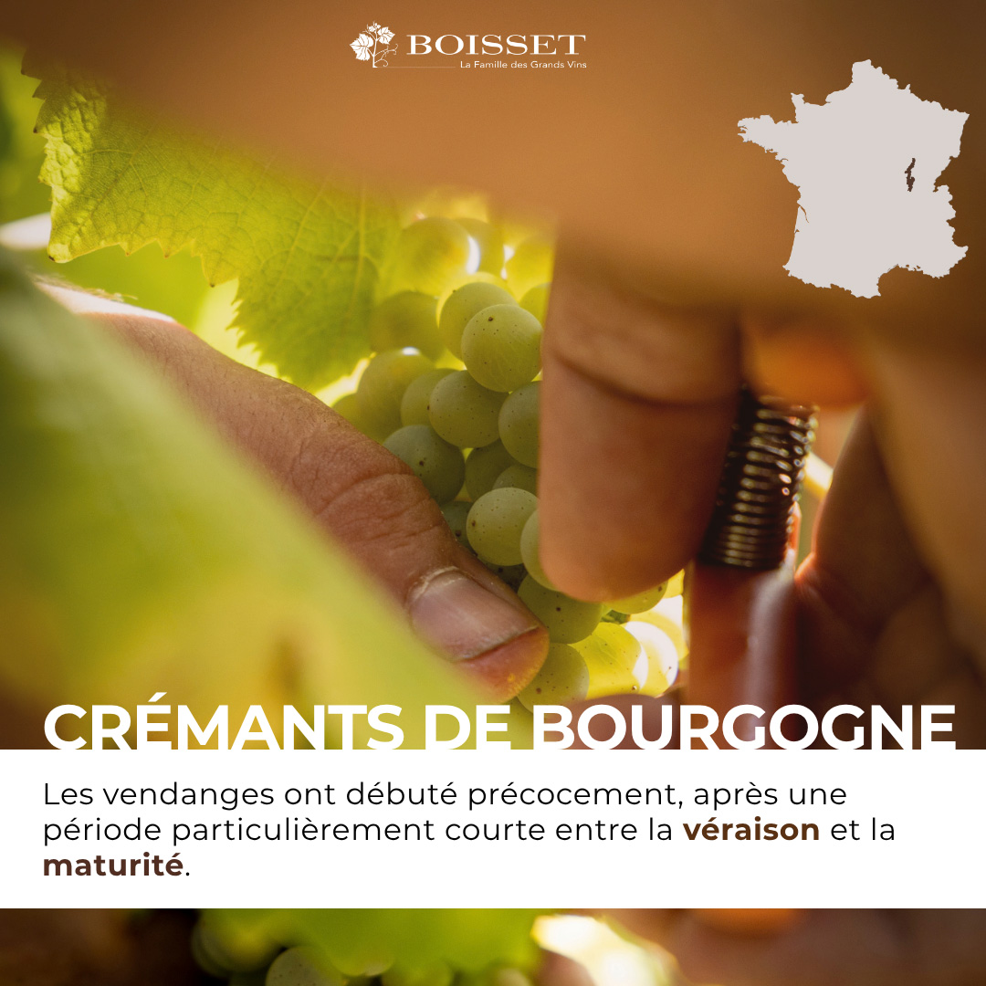 Impression de vendanges 2026 – Crémants (5/9)