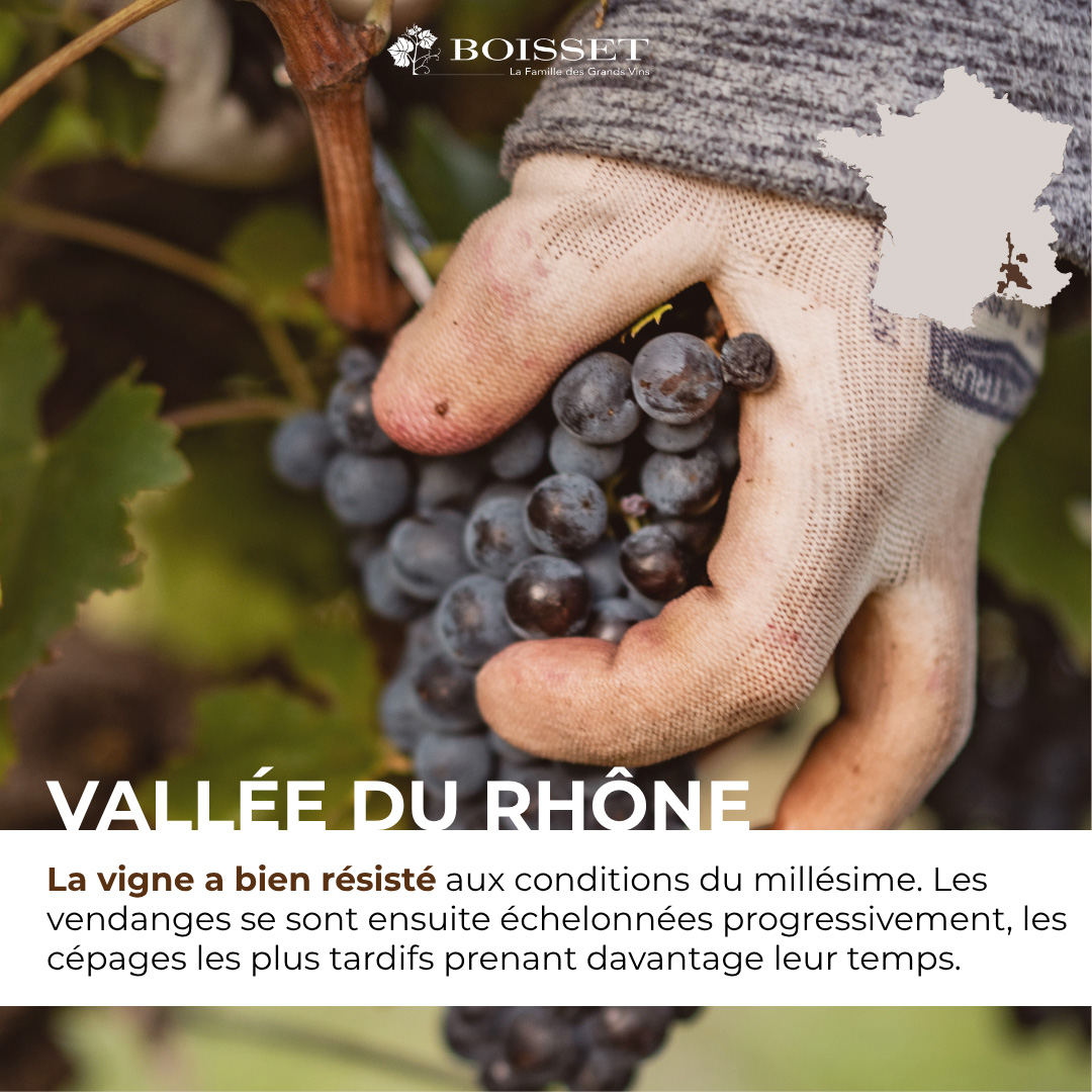 Impression de vendanges 2026 – Rhône (6/9)