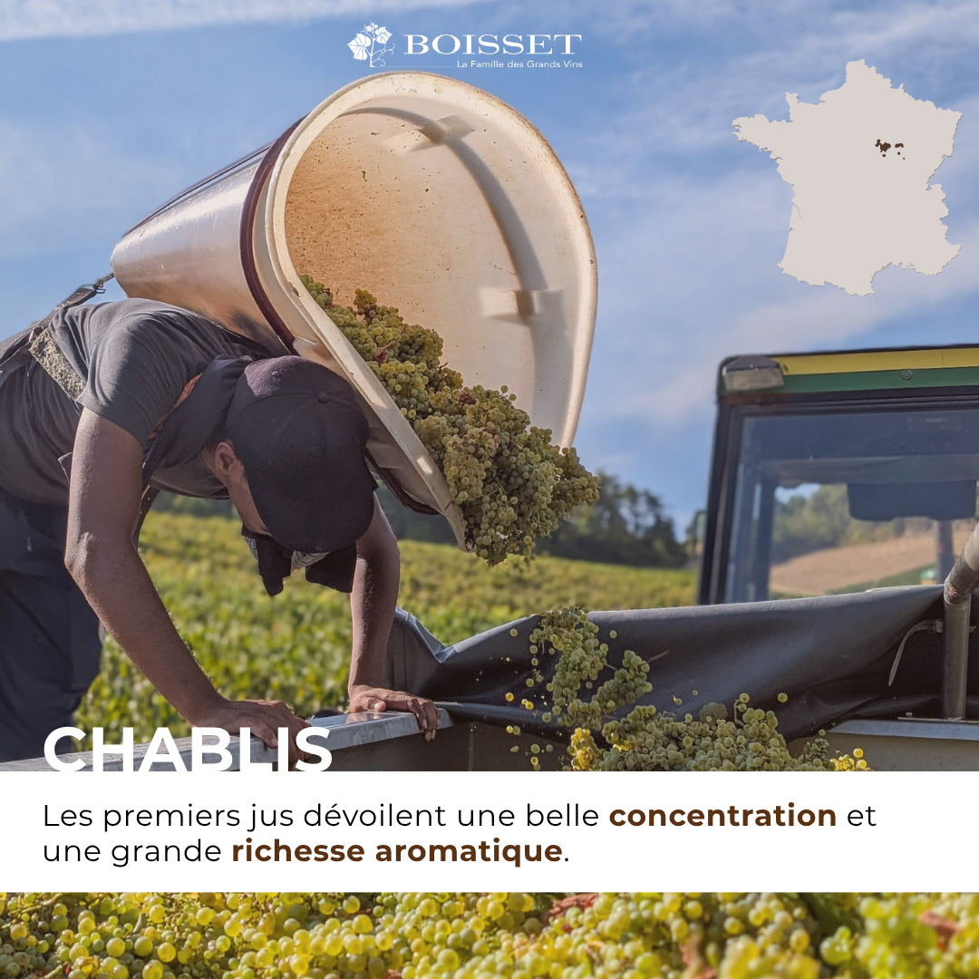 Impression de vendanges 2026 – Chablis (7/9)