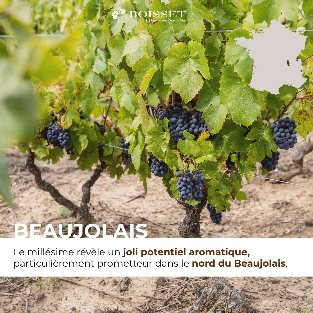 Impression de vendanges 2026 – Beaujolais (8/9)