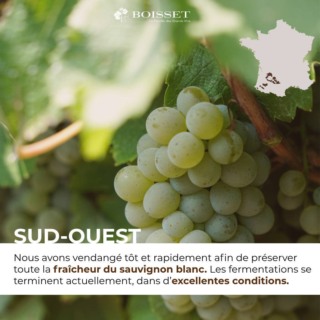 Impression de vendanges 2026 – Sud-Ouest (9/9)