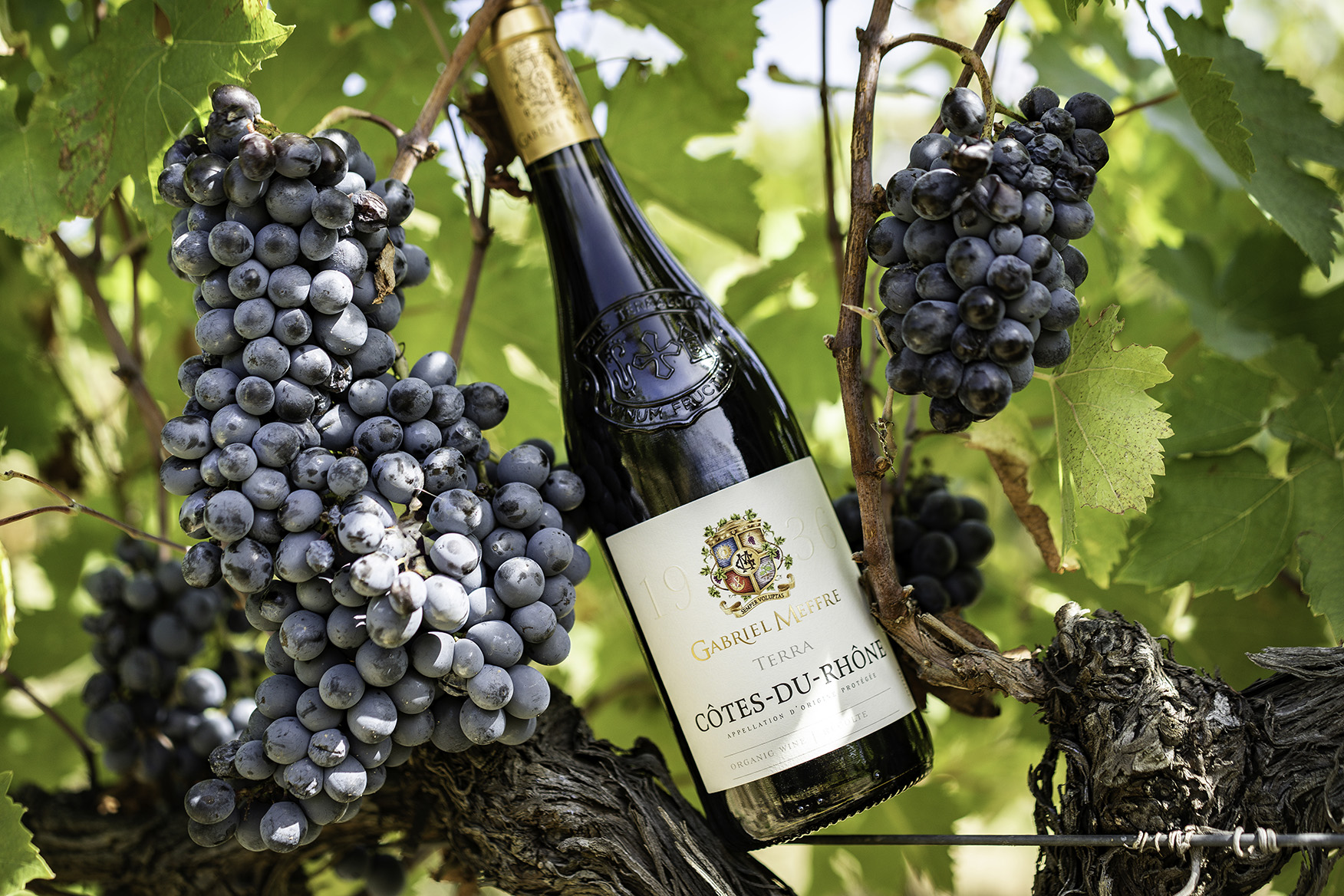 Collection 1936 – Gabriel Meffre, Côtes-du-Rhône rouge Terra